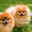 디어마이펫 이미지