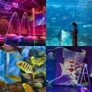 제주해양과학관 (아쿠아플라넷) | 제주도 동쪽 아이와 가볼만한곳 아쿠아플라넷 제주 오션아레나 티켓 실내 관광지 추천
