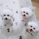 라이크테테 이미지