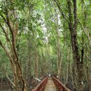 태국 열대 우림 맹그로브 정글 숲 이미지