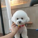 우한수 애견미용실 이미지