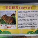 주식회사 블루앤아이 | 수원 실내동물원 수달앤쥬 아이와 함께한 동물교감체험 후기
