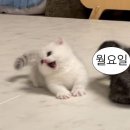 칸코쿠