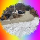 266 | 겨울에도 안심하고 이용한 홍천 개별샤워실 캠핑장, 알지캠프266 후기