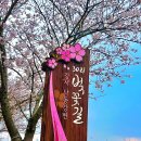 강서개화축구장 | 부산 벚꽃명소 강서30리벚꽃길 축제기간 주차장 개화 실시간