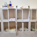 퍼피파라다이스 이미지