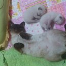꿈나라 이미지
