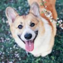 도그앤캣 이미지