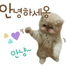 화이또스시 이미지