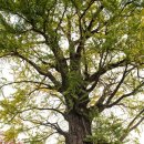 원도심 은행나무 이미지