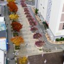 배롱나무거리 이미지