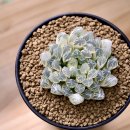 사금농장 이미지