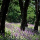 삼풍농장 이미지