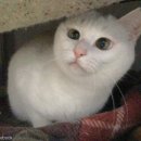 우리개 우리냥이 이미지