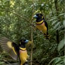 【검은색과 노란색 넓적부리새(Eurylaimus ochromalus)】 「검정노랑 넙적부리」 이미지