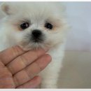 부산강아지분양 드림독 안심분양센터 부산점 | 부산강아지분양 드림독 안심분양센터 부산점, 아기 강아지와의 완벽한 만남