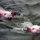 총알돼지 이미지