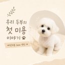 우리두부 | 강아지 첫 미용, 베넷미용 후기! 우리 꼬숑 두부의 6mm 변신🐶✂️ (비용·엉킴·주의사항)