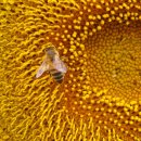 일죽면사무소 이미지