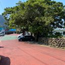 제주도조용한게스트하우스산방산 이미지