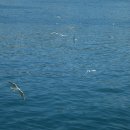 부산갈매기 이미지