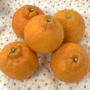 귀한농부학교 | 맛있는 제주 한라봉 저렴하게 사는 꿀팁!