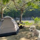 삼탄유원지화장실(1) | 충주 노지 캠핑 애견 동반 무료 캠핑장 삼탄유원지 차박 취사 가능 캠핑장 (일쓰 음쓰 분리수거 정리)