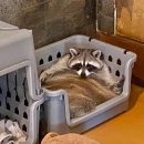 멍이와 쿤이 이미지