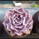 제눈에 안경 이미지