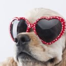 애견패션제작 이미지