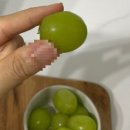아빠청포도