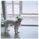 닥터팬더 동물병원 이미지