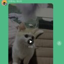 미오미오 고양이분양 이미지