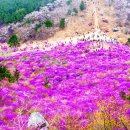 10분이면 진달래 군락에 바다까지 보이네 이미지