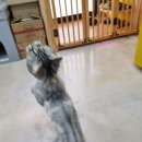 고양이호텔코자냥 이미지