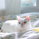 랩 아이디 이미지