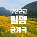 수산자원연구센터(경상대학교 안) | 부산근교 밀양여행 금계국