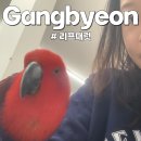 리프패럿광진구