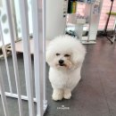 로즈펫살롱 이미지