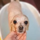 아롱펫샵 이미지