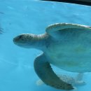 물속풍경수족관 | 일본 오키나와 츄라우미 수족관 돌고래쇼! 오키짱 시어터 관람 후기