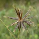 도깨비풀 이미지