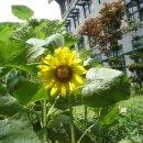 화암초등학교 이미지