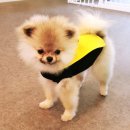 크린맨세탁 이미지