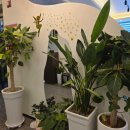 이디야커피여수선소점 | [여수샤브샤브맛집], 샤브랑 샐러드바 모두 맛있는 꽃마름 여수선소점 :)