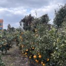 영찬농장 이미지