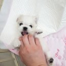 샤샤살롱 지제동삭점 이미지