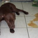 쓰담쓰담 동물병원 이미지