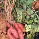 푸른알 영농조합법인 | 6시내고향 무안 세발나물, 양배추, 고구마(고구마즙) 구매처 택배 정보