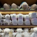 강림목장 이미지